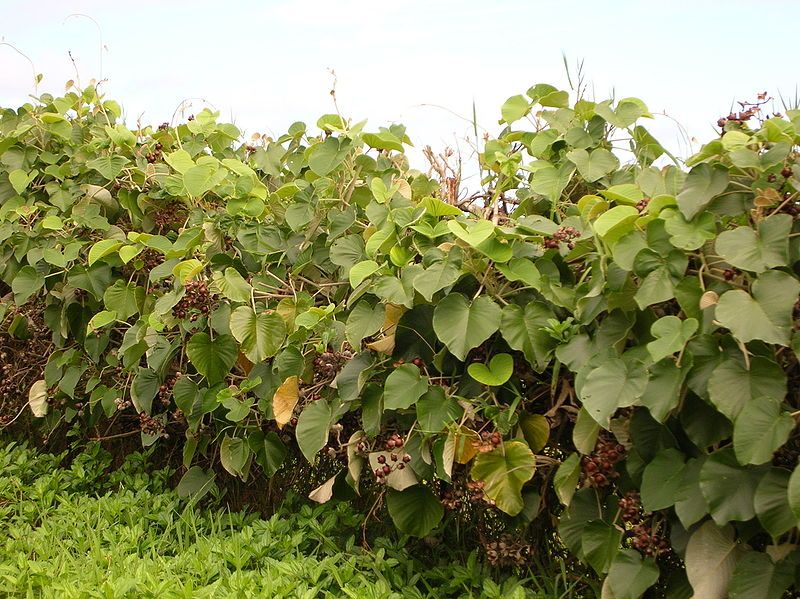 Graines Liane d'argent (Argyreia nervosa)