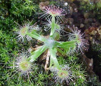 Drosera Androsaceae Seeds (Cone Sundew) (Pygmy)