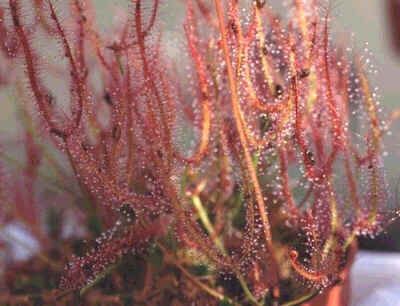 Drosera Binata Red Seeds (The Forked Sundew) (Temperate)