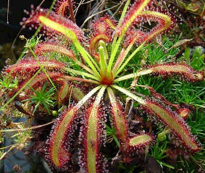 Drosera Capensis Broad Leaves Seeds (South African)
