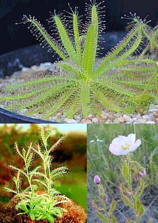 Drosera Cistiflora Seeds (South African)