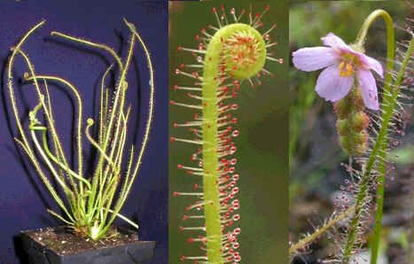 Graines Drosera Filiformis