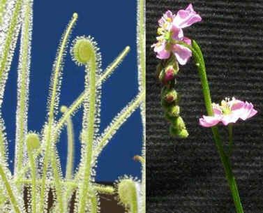 Graines Drosera Filiformis Tracyi