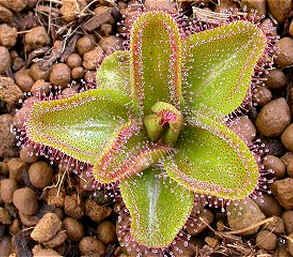 Graines Drosera Macrophylla Macrophylla