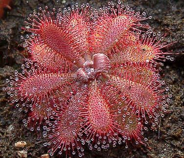 Drosera Montana Seeds (South American)