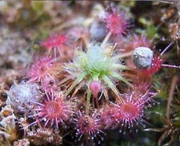 Drosera Nitidula Seeds (Pygmy)