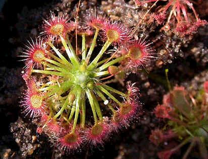 Drosera Pygmaea Seeds (Pygmy)