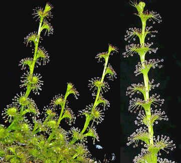 Graines Drosera Ramellosa (Tubéreuse)