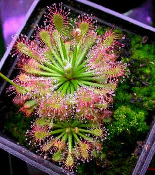 Drosera Roraimae Seeds (South American)