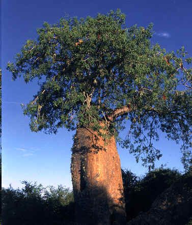 Adansonia Fony Seeds (Adansonia Rubrostipa Seeds, Fony Baobab)