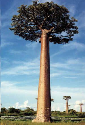 Adansonia Grandidieri Seeds (Giant Baobab Seeds)