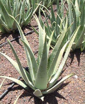 Graines Aloe (En Mélange)