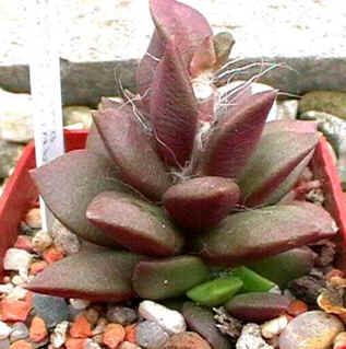 Anacampseros Seeds Mix