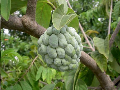 Graines Annona Squamosa (Graines Attier, Graines Pommier Cannelle, Graines Corosollier)