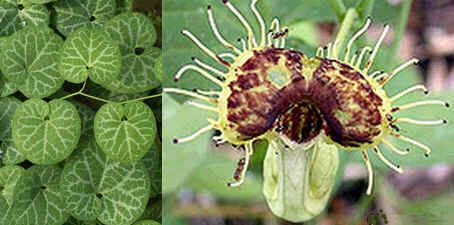 Graines Aristolochia Fimbriata (Pipe du Hollandais à Veines Blanches)