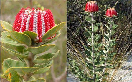 Banksia Coccinea Seeds (Scarlet Banksia Seeds)