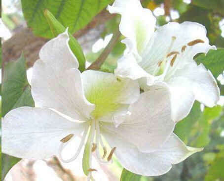 Bauhinia Purpurea White Seeds (White Orchid Tree Seeds)