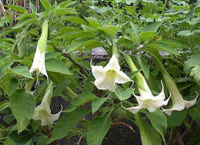 Brugmansia Arborea Seeds (Angel's Trumpet) (Brugmansia Seeds)