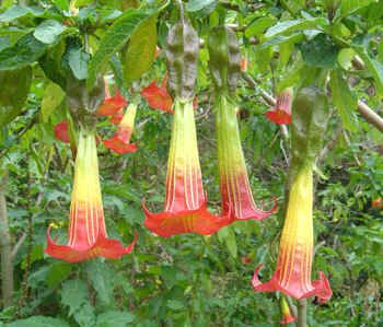 Brugmansia Sanguinea Seeds (Red Angel's Trumpet)