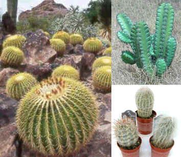 Cactus Seeds Mix (Cactus Seeds)