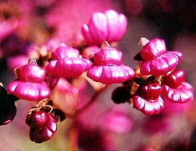 Graines Calceolaria Purpurea