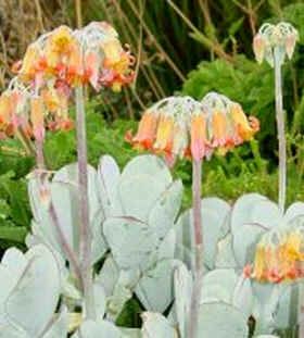 Cotyledon Seeds Mix