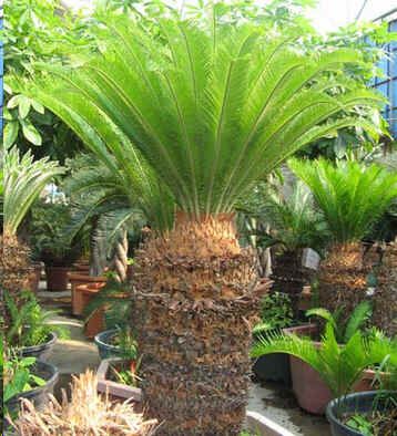 Graines Cycas Revoluta (Graines Sagoutier Revoluta, Graines Cycad)