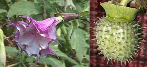 Graines Datura Mauve Double