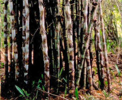 Graines Dendrocalamus Giganteus (Graines Bambou Géant)