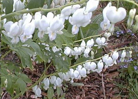 Dicentra Spectabilis White Seeds (Bleading Heart Seeds, Lyre Flower Seeds)