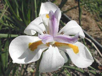 Dietes Iridioides Seeds (Dietes Vegeta Seeds)