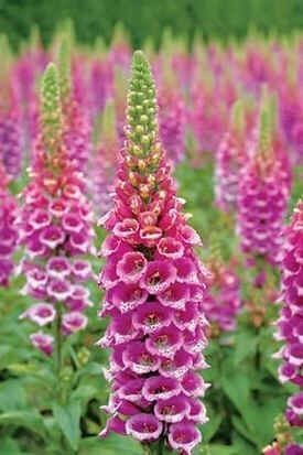Graines Digitalis Candy Mountain