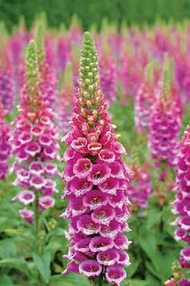 Digitalis Candy Mountain Seeds (Upward Facing Foxglove Seeds)