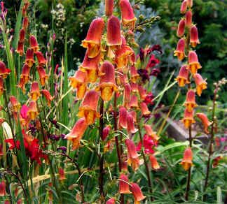 Digitalis Obscura Seeds (Dusky Maid Sunset Foxglove Seeds)