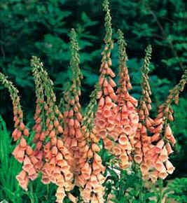 Digitalis Purpurea Apricot (Foxglove Apricot Seeds)