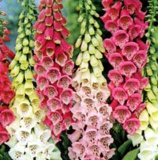 Digitalis Purpurea Gloxiniiflora Hybrid Seeds (Giant Shirley Mix Seeds)