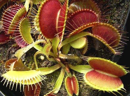 Dionaea Muscipula Giant Forms Seeds Mix (Venus Flytrap Seeds)