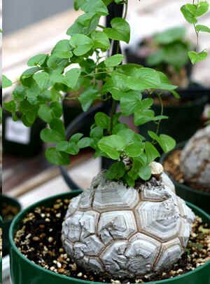 Dioscorea Elephantipes Seeds (Hottentot Bread, Turtle Shell, Caudex Seeds)