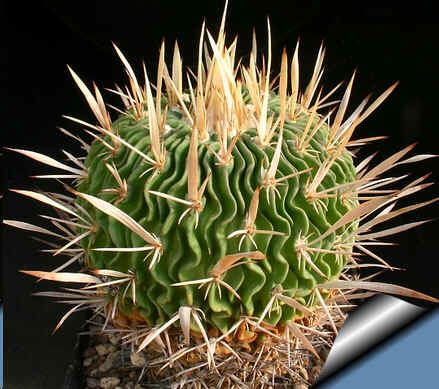 Echinofossulocactus Seeds Mix