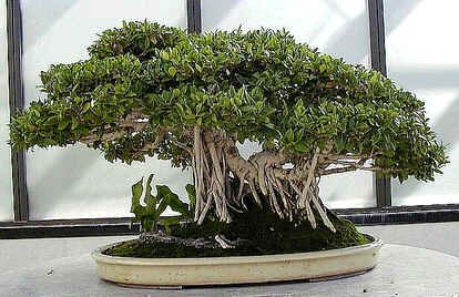 Graines Ficus Benghalensis (Graines Figuier des Banyans)