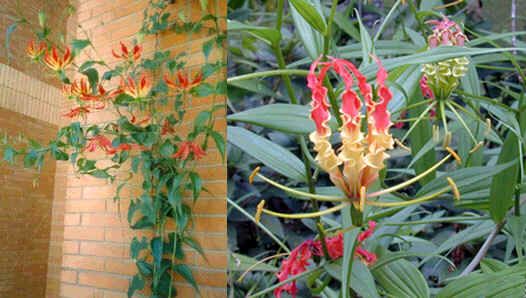 Gloriosa Rothschildiana Seeds (Glory Lily Seeds)