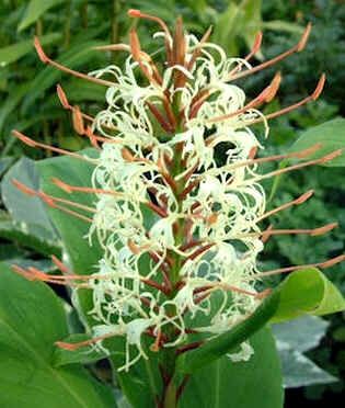 Graines Hedychium Gracile (Graines Gingembre Sauvage Saumon)