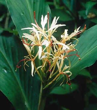 Graines Hedychium Spicatum (Graines Gingembre)