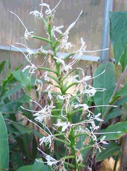 Graines Hedychium Stenopetalum (Gingembre Étoile Blanche)