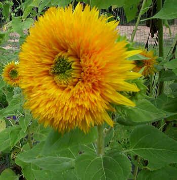 Helianthus Giant Double Sungold Seeds (Sunflower Seeds)