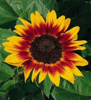 Helianthus Ring of Fire Seeds (Sunflower Plant Seeds)
