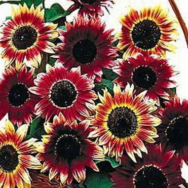 Helianthus Ruby Eclipse Seeds (Sunflower Plant Seeds)