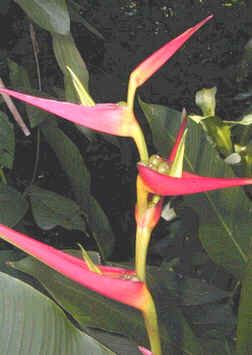 Graines Heliconia Latispatha Distans