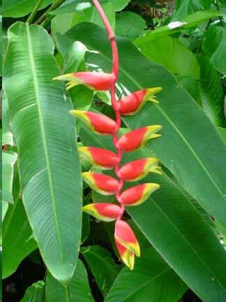 Heliconia Rostrata Seeds (Crab Claws, Hanging Heliconia)
