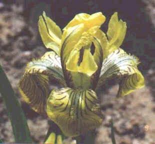 Graines Iris Bloudowii